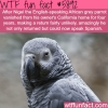 lost english speaking parrot returns to his owner