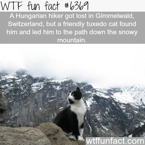 Lost hiker gets help from a cat - WTF fun facts