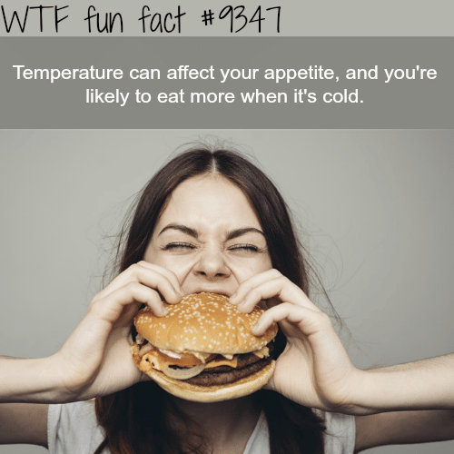 Low temperature makes you eat more - WTF fun facts