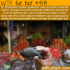 lucky iron fish wtf fun facts