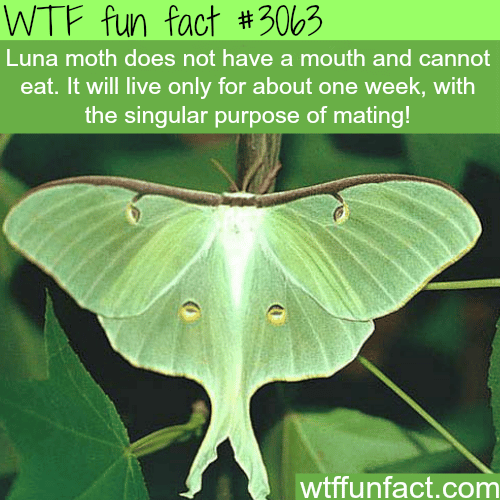 Luna Moth does not a mouth -  WTF fun facts