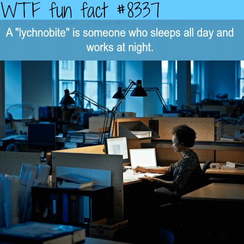Lychnobite - WTF fun facts