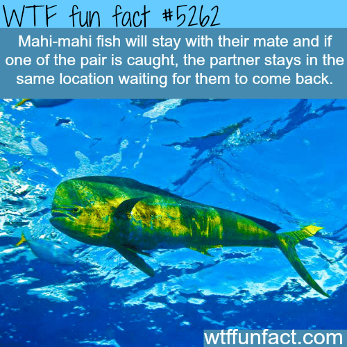 Mahi-mahi fish - WTF fun facts