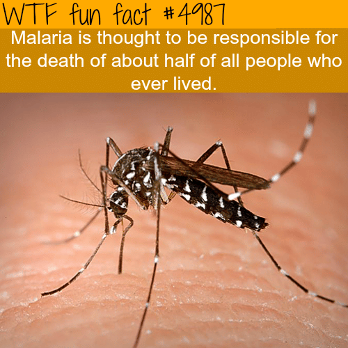 Malaria - WTF fun facts