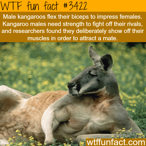 Male Kangaroos and biceps flexing -  WTF fun facts