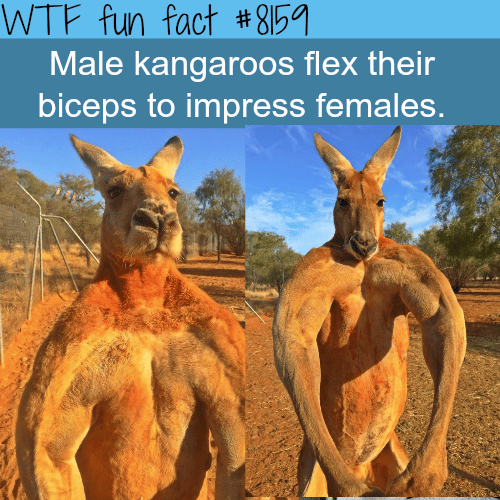 Male kangaroos flexing their muscles - WTF fun fact
