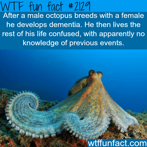Male octopus facts - WTF fun facts