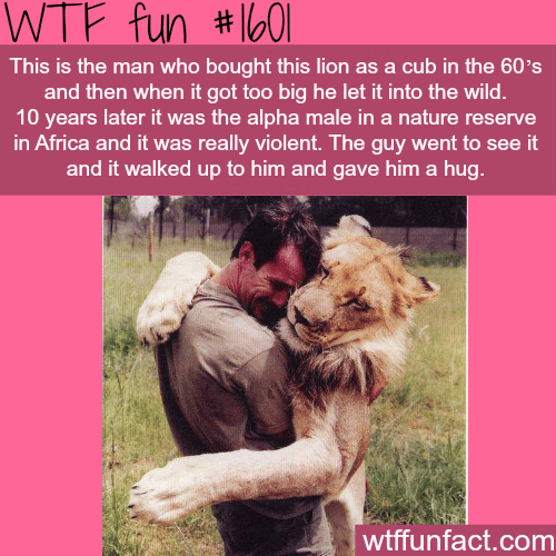 Man and Lion best friends - WTF fun facts