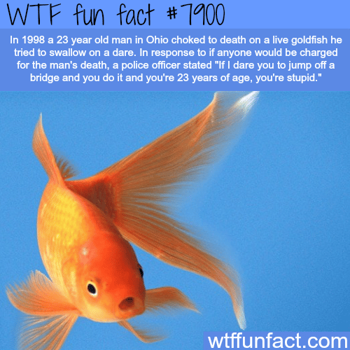 Man chocked to death by swallowing a goldfish - WTF fun facts