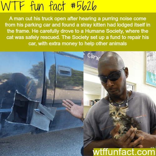 Man cut his truck open to save a kitten - WTF fun fact