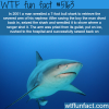 man fights 7 foot bull shark wtf fun facts
