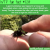 man gets a high five from a bee he saved wtf fun
