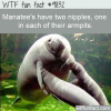 manatees have two nipples one in each of their