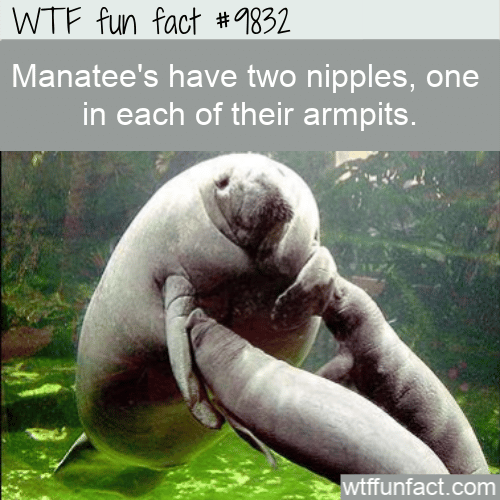 Manatee’s have two nipples