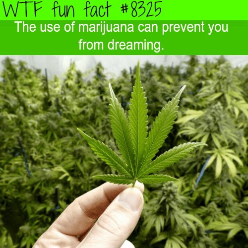 Marijuana can prevent you from dreaming - WTF fun facts