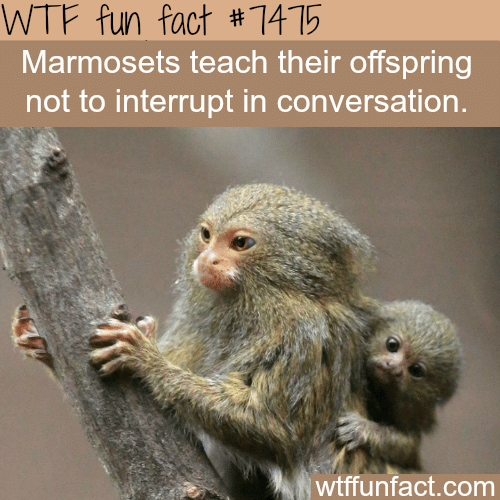 Marmosets - FACTS
