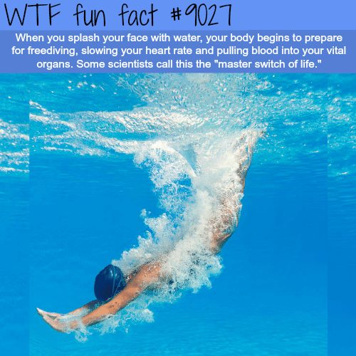 Master switch of life - WTF fun facts