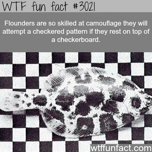 Masters of Camouflage -  WTF fun facts