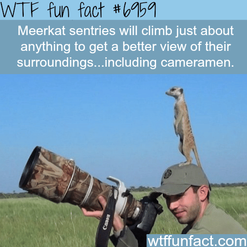 Meerkat on a cameraman - WTF fun fact