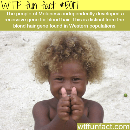 Melanesia - WTF fun facts