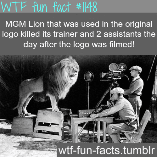 MGM lion killed its trainer 