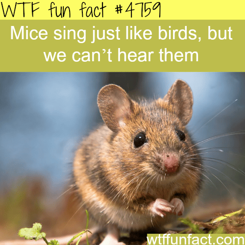 Mice sing just like birds - WTF fun facts