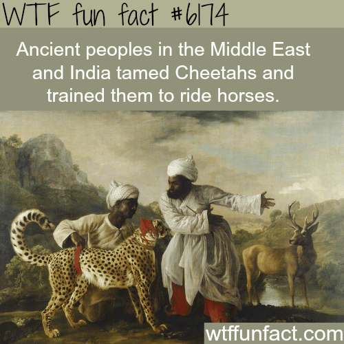 Middle Easterners and Indians trained Cheetahs to ride horses 