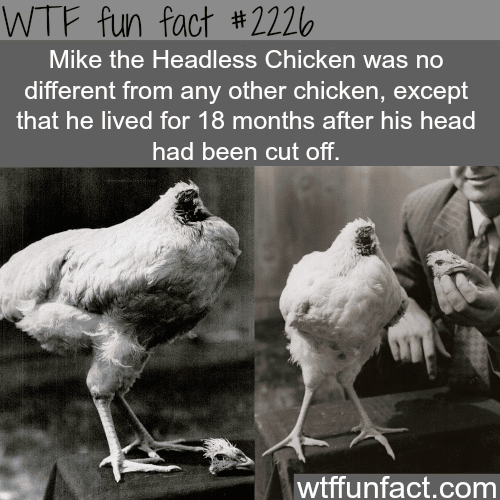 Mike the Headless Chicken - WTF fun facts