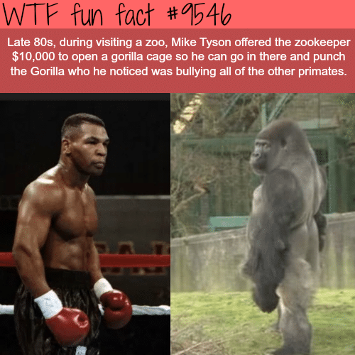 Mike Tyson vs Gorilla - WTF fun fact