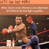 mike tyson wanted to fight a gorilla wtf fun