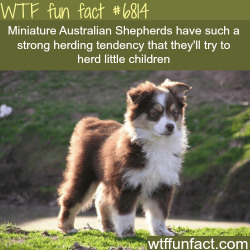 Mini Australian Shepherds - WTF fun fact