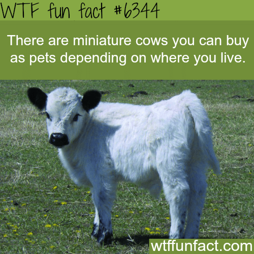 Miniature cows - WTF fun facts
