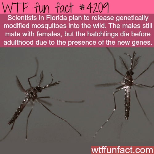 Modified Mosquitoes -  WTF fun facts