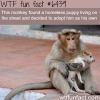 monkey adopts a puppy wtf fun facts