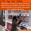 monkey in japan learned to steal wallets and use