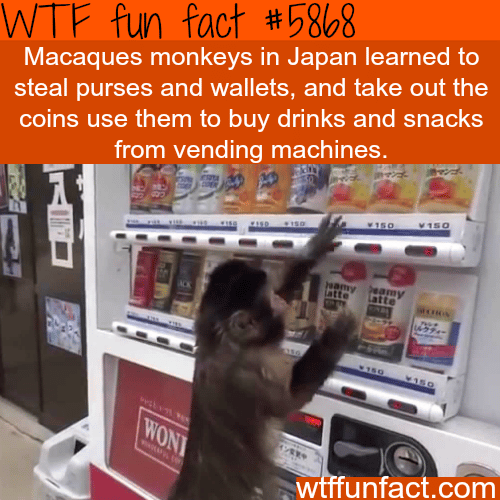 Monkey in Japan learned to steal wallets and use the vending machine - WTF fun facts
