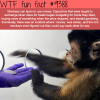 monkey using money wtf fun facts