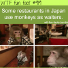 monkey waiters in japan