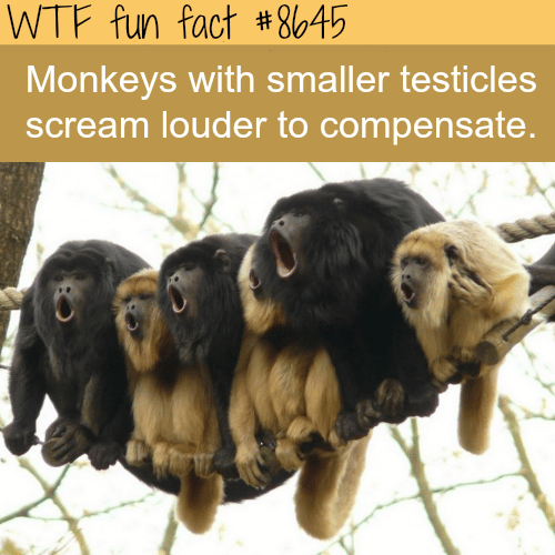 Monkeys with the smallest testicles scream the loudest  - WTF fun facts