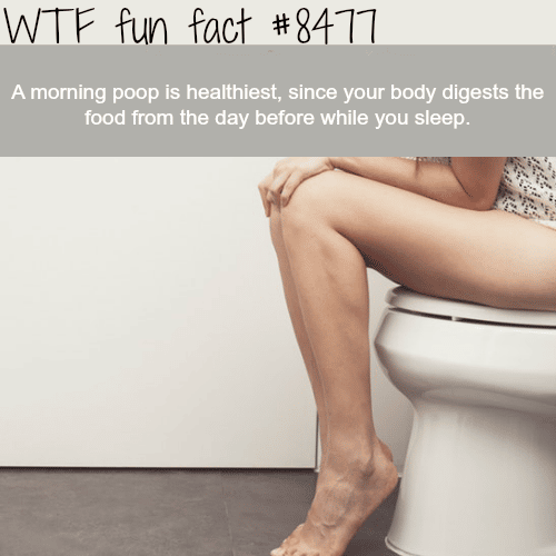 Morning poop -  WTF fun facts