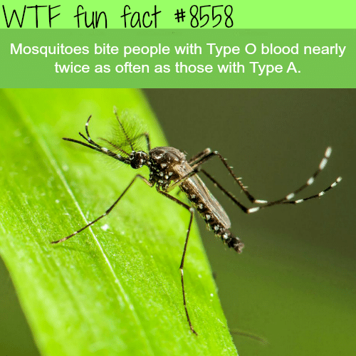 Mosquitoes like type O blood type - WTF fun facts