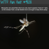 mosquitoes wtf fun facts