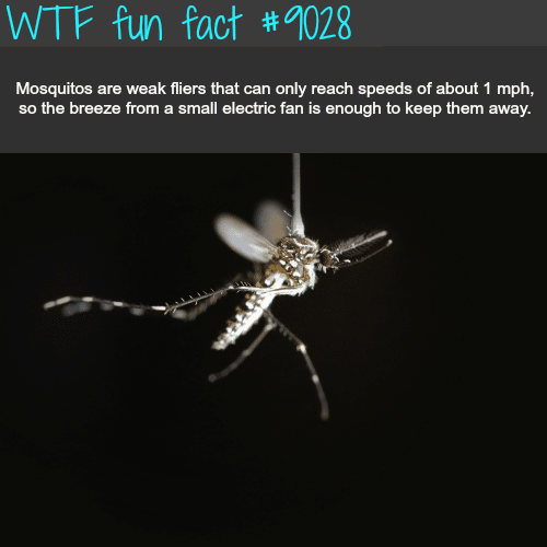 Mosquitoes - WTF fun facts