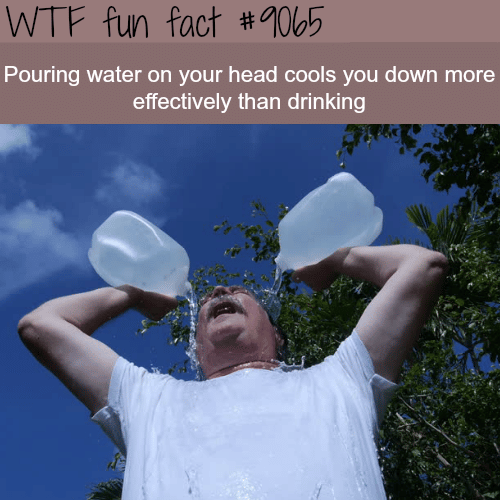 Most effective way to cool down- WTF fun facts