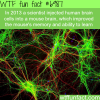 mouse with human brain wtf fun fact