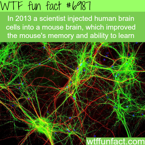 Mouse with human brain - WTF fun fact
