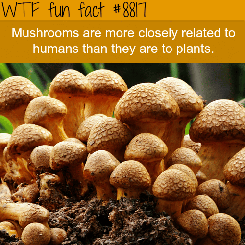 Mushrooms - WTF fun facts