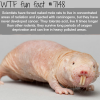 naked mole rat wtf fun facts
