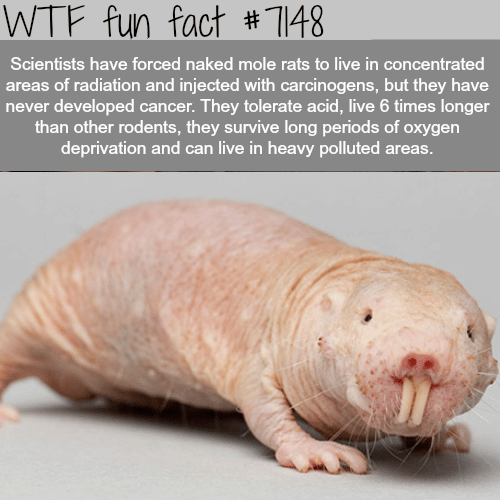 Naked mole rat - WTF fun facts