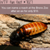 name a roach at the bronx zoo wtf fun facts